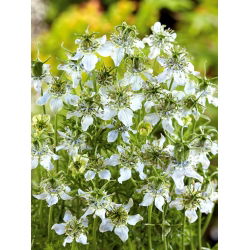 Czarnuszka siewna - roślina miododajna - 1 kg