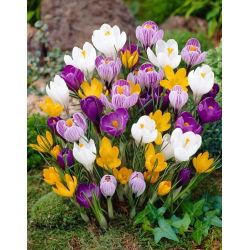 Krokus wielkokwiatowy mix - duża paczka! - 100 szt.