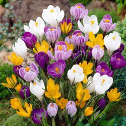 Krokus wielkokwiatowy mix - duża paczka! - 100 szt.