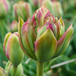 Tulipan Boa Vista - duża paczka! - 50 szt.