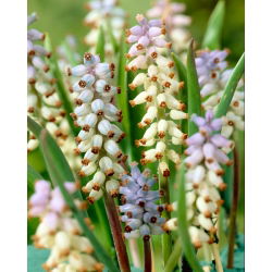 Szafirek Muscarimi - duża paczka! - 50 szt.