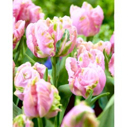 Tulipan Air - GIGA paczka! - 250 szt.