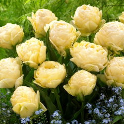 Tulipan Bowl of Beauty - GIGA paczka! - 250 szt.