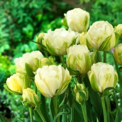 Tulipan Maureen Double - GIGA paczka! - 250 szt.