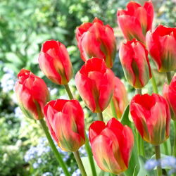 Tulipan Red Alert - GIGA paczka! - 250 szt.