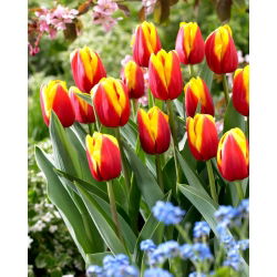 Tulipan Andre Citroen - GIGA paczka! - 250 szt.