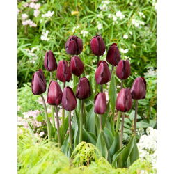 Tulipan Black Bean - GIGA paczka! - 250 szt.
