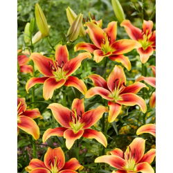 Lilia - Avalon Sunset - GIGA paczka! - 50 szt.