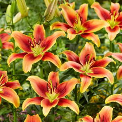 Lilia - Avalon Sunset - GIGA paczka! - 50 szt.