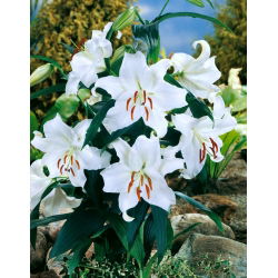 Lilia orientalna - Casa Blanca - GIGA paczka! - 50 szt.