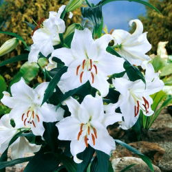Lilia orientalna - Casa Blanca - GIGA paczka! - 50 szt.