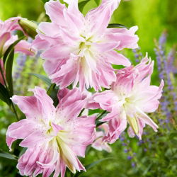 Lilia - Lotus Elegance - orientalna, pełna - duża paczka! - 10 szt.