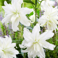 Lilia - Lotus Ice - orientalna, pełna - duża paczka! - 10 szt.