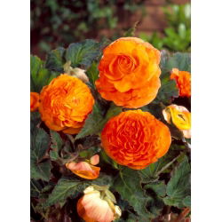 Begonia pełna - miedziana - duża paczka! - 20 szt.