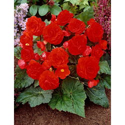 Begonia wielokwiatowa - Multiflora Maxima - czerwona - GIGA paczka! - 100 szt.