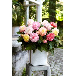Begonia Samba mix - duża paczka! - 20 szt.