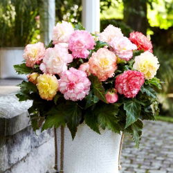 Begonia Samba mix - duża paczka! - 20 szt.