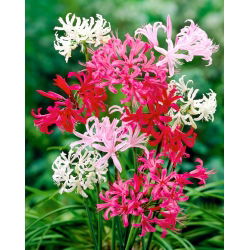 Nerine - mix kolorów - GIGA paczka! - 50 szt.