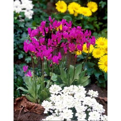 Bożykwiat Meada - różowy - Red Wings - GIGA paczka! - 50 szt.