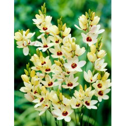 Ixia - Marquette - GIGA paczka! - 1250 szt.