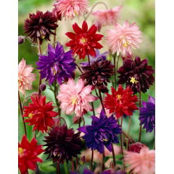 Orlik pełny mix - Barlow mix - GIGA paczka! - 50 szt.