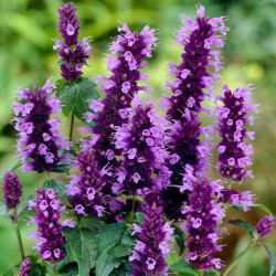 Agastache, Kłosowiec - Black Adder - GIGA paczka! - 50 szt.