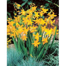 Krokosmia Suzanna - cebulki XXL - GIGA paczka! - 250 szt.