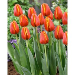 Tulipan Worlds Friend - 5 szt.