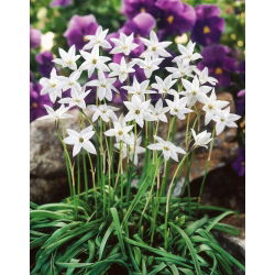 Ipheion - Ifejon - White Star - GIGA paczka! - 500 szt.