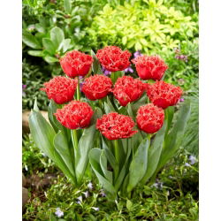 Tulipan Bendigo - duża paczka! - 50 szt.