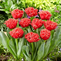 Tulipan Bendigo - GIGA paczka! - 250 szt.