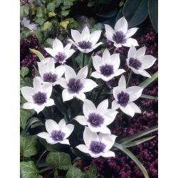Tulipan Alba Coerulea Ocul - 5 szt.