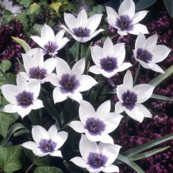 Tulipan Alba Coerulea Ocul - 5 szt.