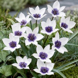 Tulipan Alba Coerulea Ocul - 5 szt.