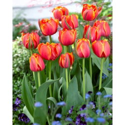 Tulipan Queensday - 5 szt.
