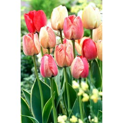 Tulipan Silverstream - 5 szt.