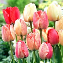 Tulipan Silverstream - 5 szt.