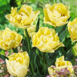 Tulipan Avant Garde - 5 szt.