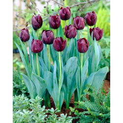 Tulipan Blackjack - 5 szt.