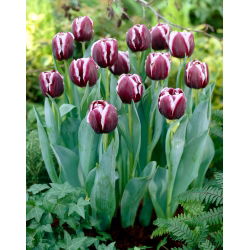 Tulipan Jackpot - 5 szt.