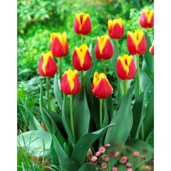 Tulipan Residence - 5 szt.