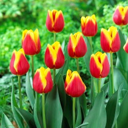 Tulipan Residence - 5 szt.