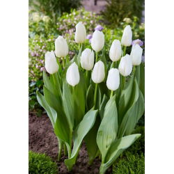 Tulipan White Dynasty - duża paczka! - 50 szt.
