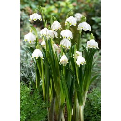 Śnieżyca wiosenna - opak. 5 szt.