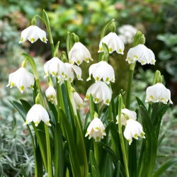 Śnieżyca wiosenna - opak. duża paczka! - 50 szt.