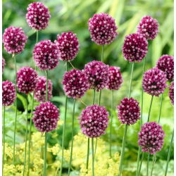 Czosnek kulisty - Allium rotundum - GIGA paczka! - 150 szt.