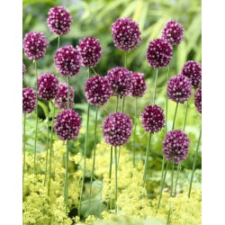 Czosnek kulisty - Allium rotundum - GIGA paczka! - 150 szt.