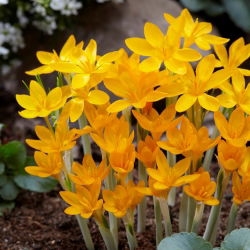 Krokus Ancyrensis - duża paczka! - 100 szt.