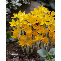 Krokus Ancyrensis - duża paczka! - 100 szt.