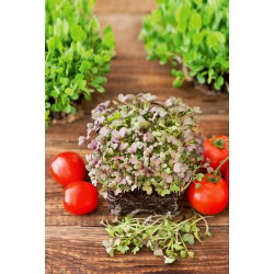Microgreens - Mizuna czerwona - młode listki o unikalnym smaku